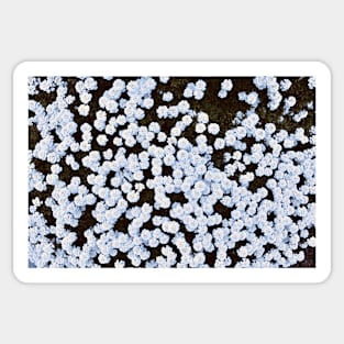 White Flowers 1 / Swiss Artwork Photography Sticker